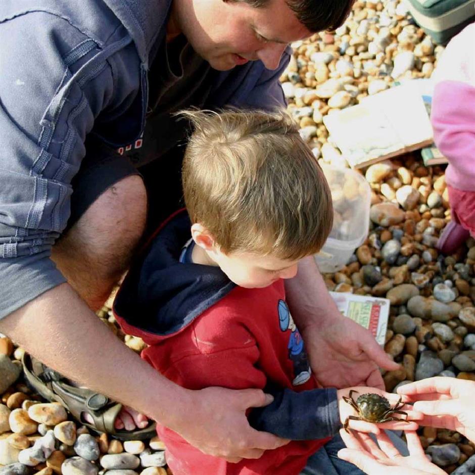 SALT + EARTH Festival: Miranda Jackson - Samphire Hoe Rock Pooling