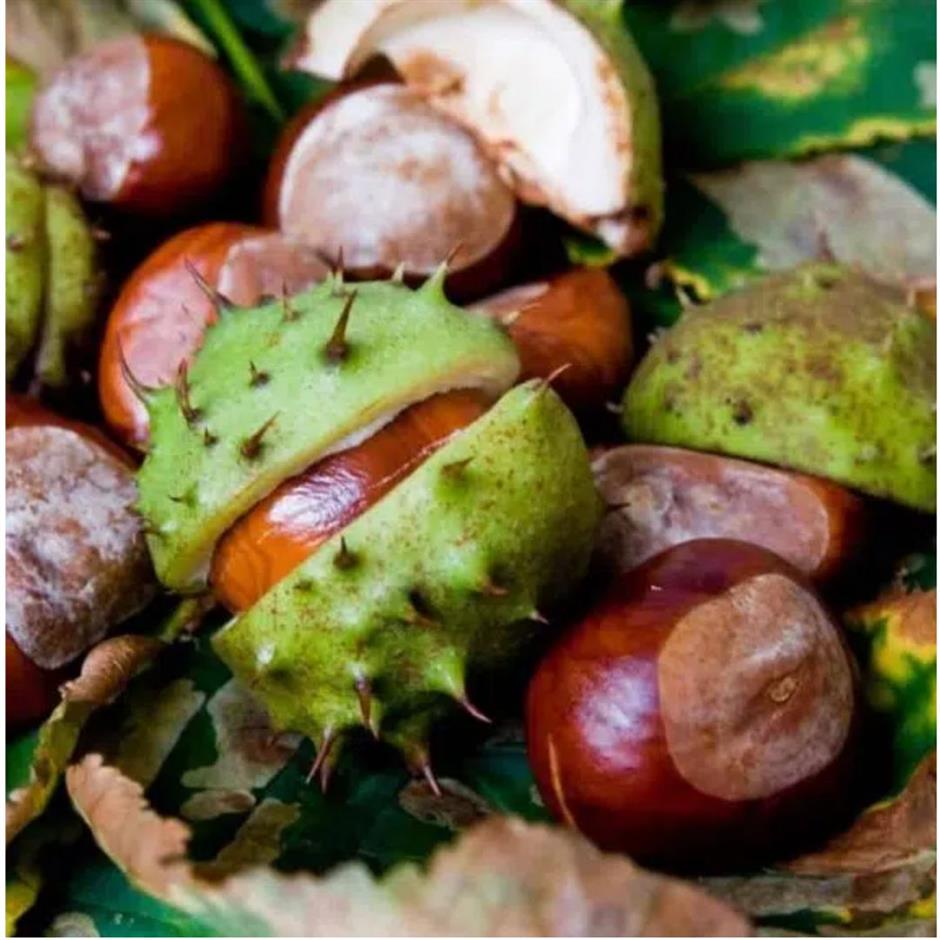 SALT + EARTH: Conker Collective Family Experience